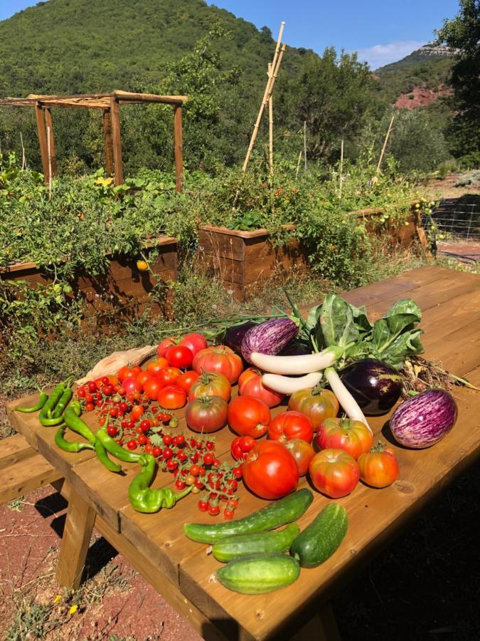 Domaine De Montbarri Bed & Breakfast La Tour-sur-Orb Екстериор снимка